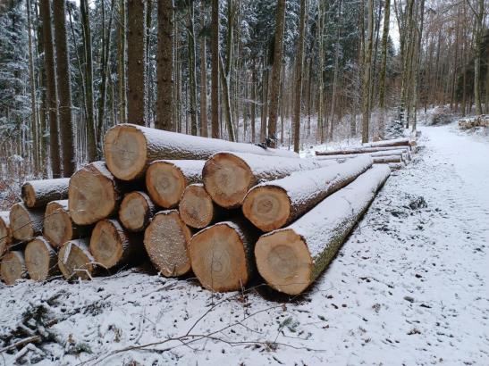 Bayerische Staatsforsten