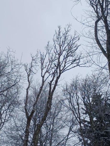 Vom Eschentriebsterben geschädigte Esche - Bildnachweis: Bayerische Staatsforsten